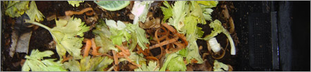 worm farm