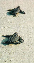 Tips to help save Coast's turtles