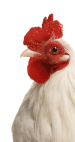 chook.gif